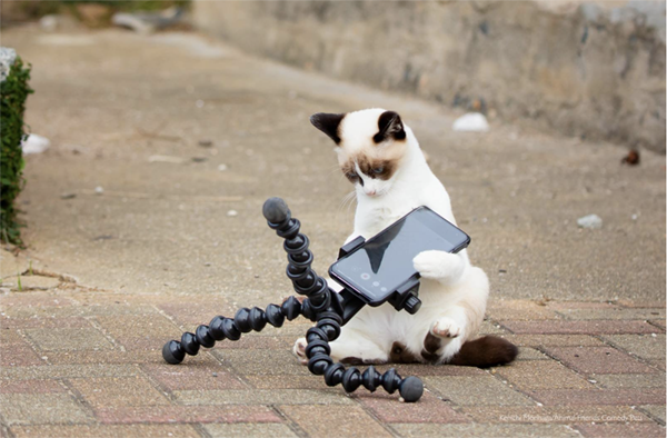 comedy pet photography awards 2022