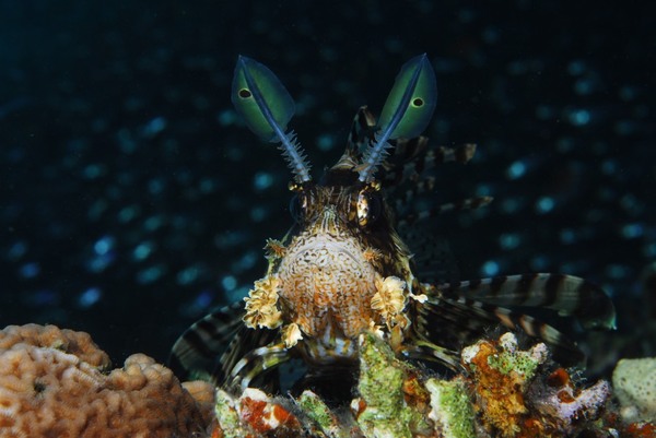 fotografia podwodny konkurs święcie sponsorować największy epson 