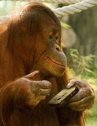 Orangutan z Vienna Tiergarten publikuje fotografie na Facebooku