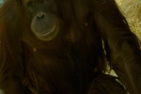 publikować fotografia orangutan Facebook 