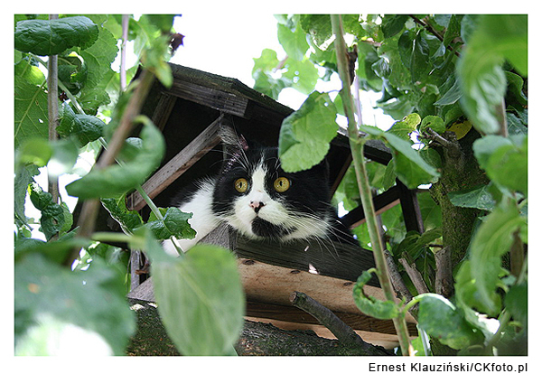 fotografowanie kotówfot.: Ernest Klauziński CK Foto