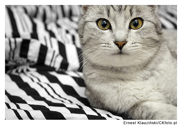 fotografowanie kotów fot.: Ernest Klauziński CK Foto