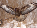 Zimowe czaty - fotografowanie ptaków