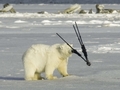 Niedźwiedź polarny ukradł statyw