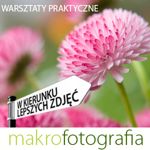 W kierunku lepszych zdjęć - makrofotografia w Katowicach