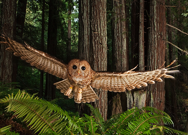 Mistrzowie fotografii dzikiej przyrody najlepsze zdjęcia