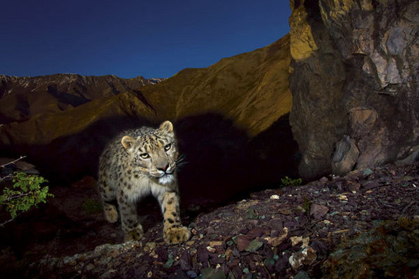 Mistrzowie fotografii dzikiej przyrody najlepsze zdjęcia