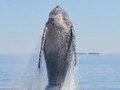 Jak zrobić doskonałe zdjęcia wieloryba? Najpierw go uratuj! 
