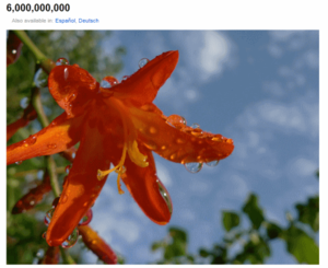 Sześć miliardów zdjęć w serwisie Flickr