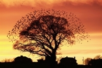 Wyniki British Wildlife Photography Awards 2011. Zobacz najlepsze zdjęcia natury