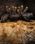 Wildlife Photographer of the Year 2011 - wyniki