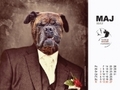 Kalendarz z bokserami na 2012 rok - pomóż zwierzakom w potrzebie