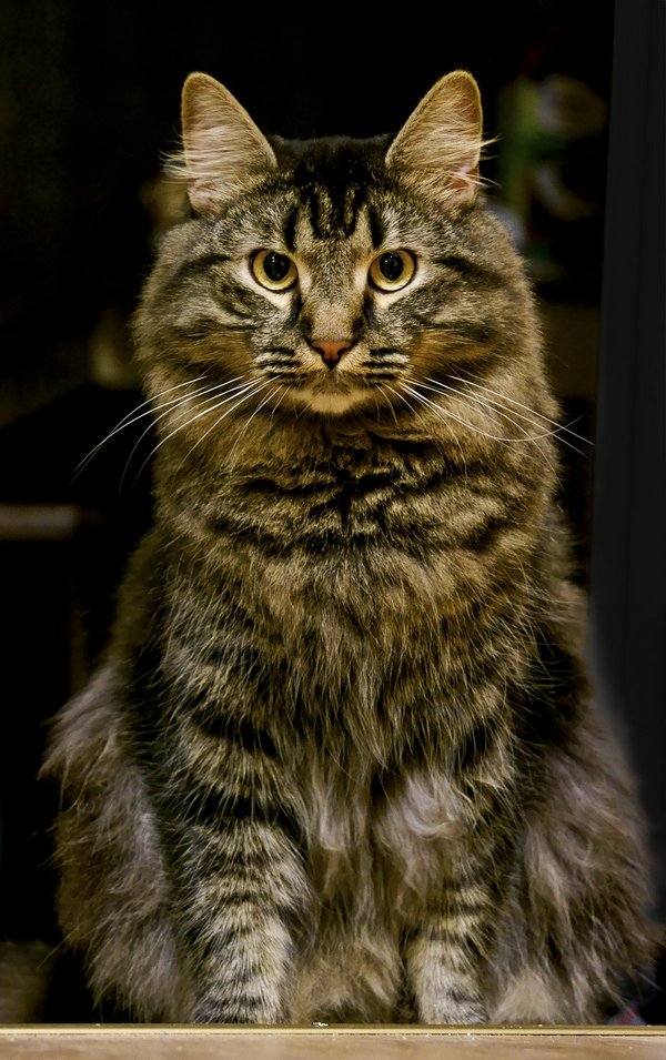 Sony NEX NEX-5n kot koty fotografowanie kotów jak powstało to zdjęcie SEL-18200 E 18-200mm F3.5-6.3 OSS