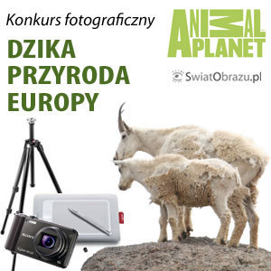 Masz jeszcze tydzień, aby wziąć udział w konkursie fotograficznym "Dzika przyroda Europy"