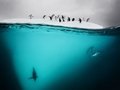 David Doubilet - genialna fotografia podwodna