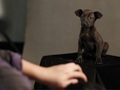 Psy skazane na uśpienie na zdjęciach tajwańskiego fotografa