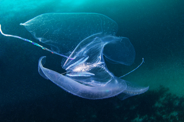 Arktyka Aleksander Semenov biologia morska White Sea Biological Station zdjęcia podwodne nurkowanie Morze Białe