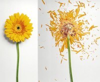 Zdjęcia kwiatów, które najpierw zostały zamrożone, a następnie rozstrzaskane