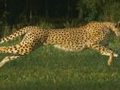 Nieprawdopodobny film nagrany kamerą Phantom w trybie 1200 klatek na sekundę: biegnący gepard 