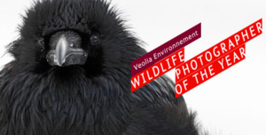 Wildlife Photographer of the Year 2013 otwarty na zgłoszenia