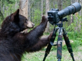Niedźwiedź przejmuje lustrzankę i usiłuje robić zdjęcia