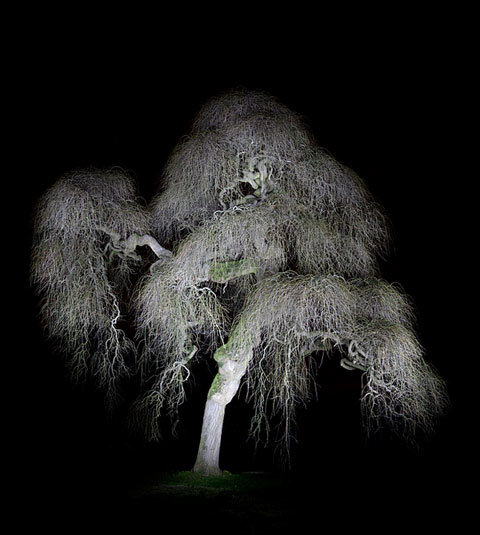 Jak fotografować drzewa w nocy?