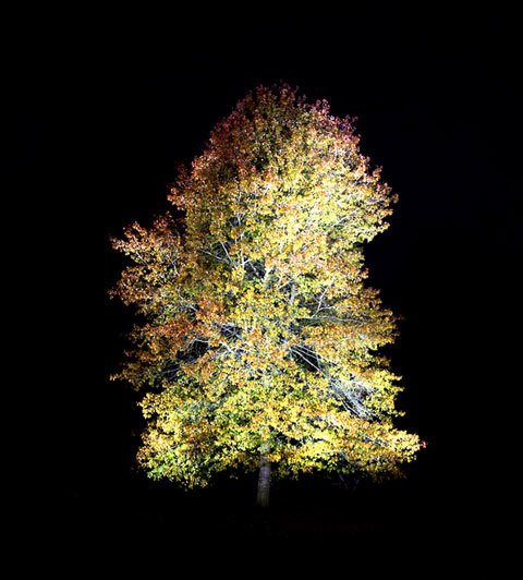 Jak fotografować drzewa w nocy?