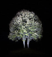 Jak fotografować drzewa w nocy? Wystarczy je podświetlić