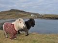 Szkocja chce przyciągnąć turystów zdjęciami kucyków w sweterkach