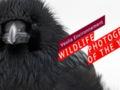 Wildlife Photographer of the Year 2012 w Szczecinie