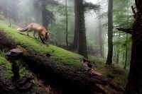 Nature Photographer of the Year 2013 - zobacz niesamowite zdjęcia przyrody