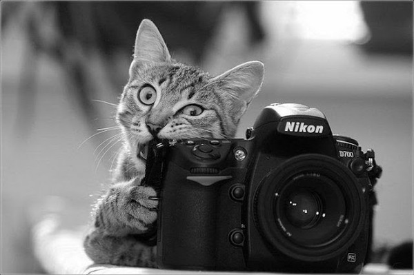 Zwierzęta kochają fotografować
