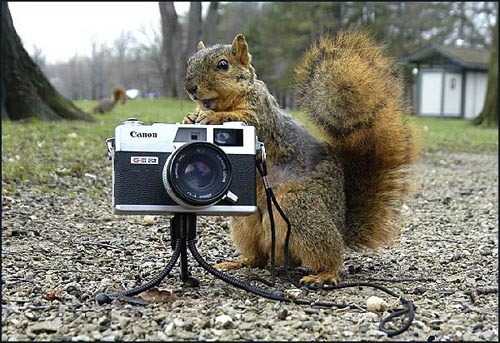 Zwierzęta kochają fotografować
