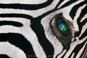 100 najbardziej zaskakujących zdjęć świata: Frans Lanting, Myśliwi w oczach martwej zebry