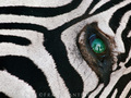 100 najbardziej zaskakujących zdjęć świata: Frans Lanting, Myśliwi w oczach martwej zebry