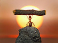 Fantastyczny świat mrówek w obiektywie Andrey Pavlova, bez photoshopa