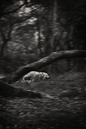 Wilk w domu na zdjęciach Camilli Seaman