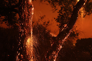 Przerażające piękno zdjęć Davida McNew z pożaru lasów
