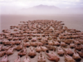 Spencer Tunick na Burning Man - nowy grupowy akt mistrza fotografii