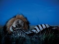 Intymne portrety lwów z Równiny Serengeti