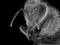 Niesamowite mikroskopowe zdjęcia pszczół autorstwa Rose-Lynn Fisher