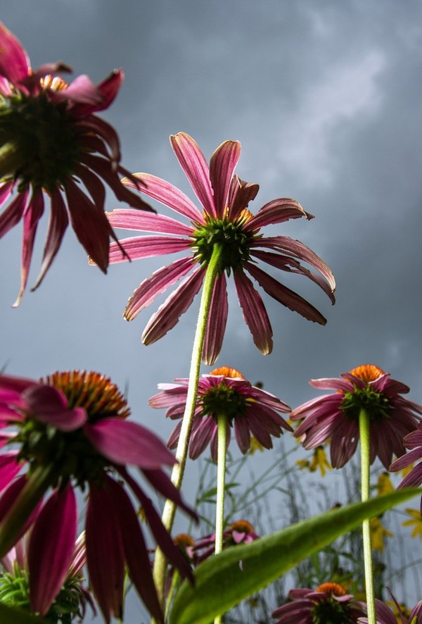 fotografia przyrodnicza kreatywność Alex Wild kwiat kwiaty studium przypadku