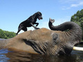 Jak pies ze słoniem - fotoreportaż o wyjątkowej przyjaźni