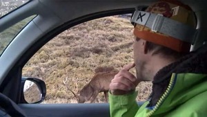 Zdjęcia trzeba robić z  głową - fotograf zaatakowany przez jelenia