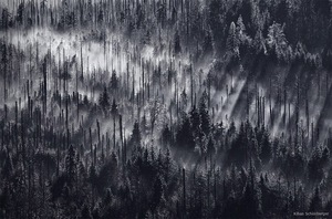 Czeskie lasy w obiektywie fotografa daltonisty