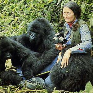 Dian Fossey w Google Doodle z okazji 82 rocznicy urodzin