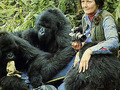 Dian Fossey w Google Doodle z okazji 82 rocznicy urodzin