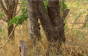 Znajdź Leoparda na zdjęciu Arta Wolfe – masz 10 sekund