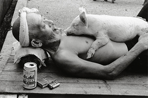 Człowiek i świnie -  Toshiteru Yamaji przez 10 lat dokumentował niezwykłą więź