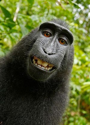 Selfie małpy - kto ma prawa autorskie do fotografii 